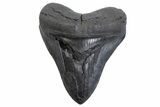 Serrated, Fossil Megalodon Tooth - South Carolina #371779-1